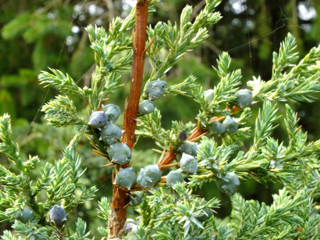 Juniperus Squamata Species Taxonomy Guide 