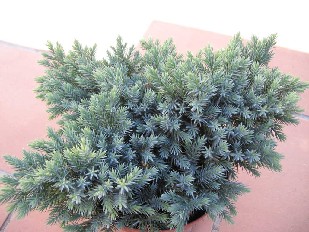 Juniperus Squamata Species Taxonomy Guide 