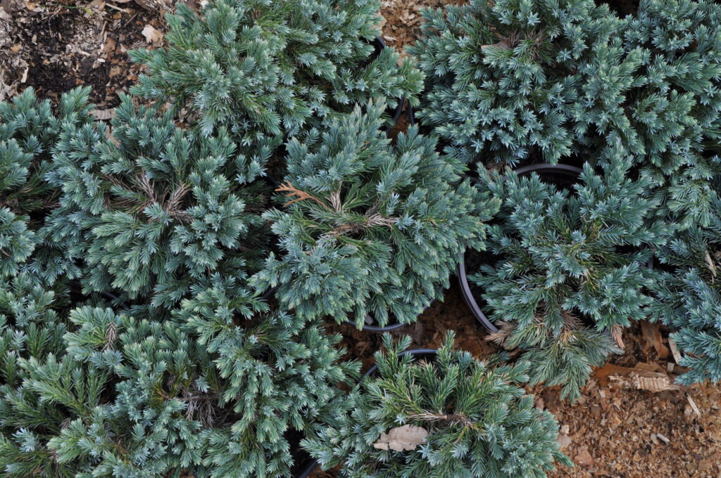 Juniperus Squamata Species Taxonomy Guide 