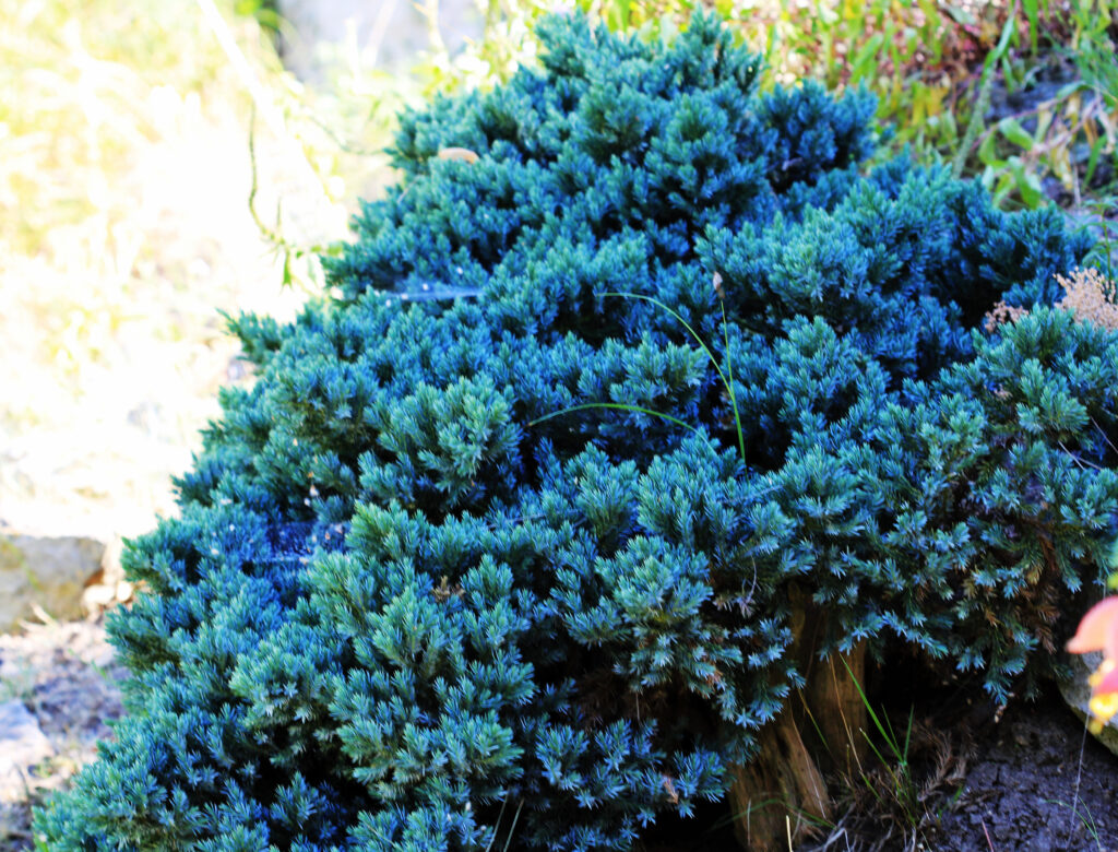 Juniperus Squamata Species Taxonomy Guide 