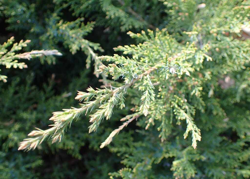 Juniperus Virginiana Species Taxonomy Guide 