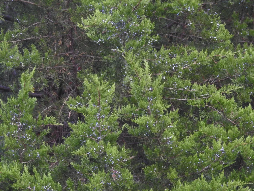 Juniperus Virginiana Species Taxonomy Guide 