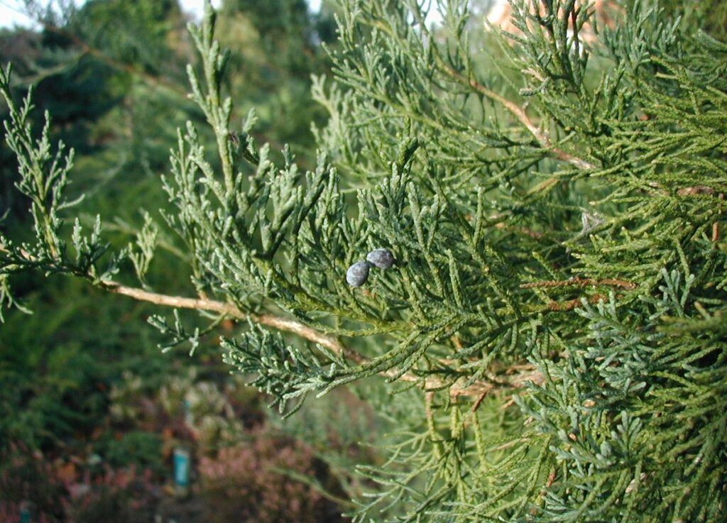 Juniperus Virginiana Species Taxonomy Guide 