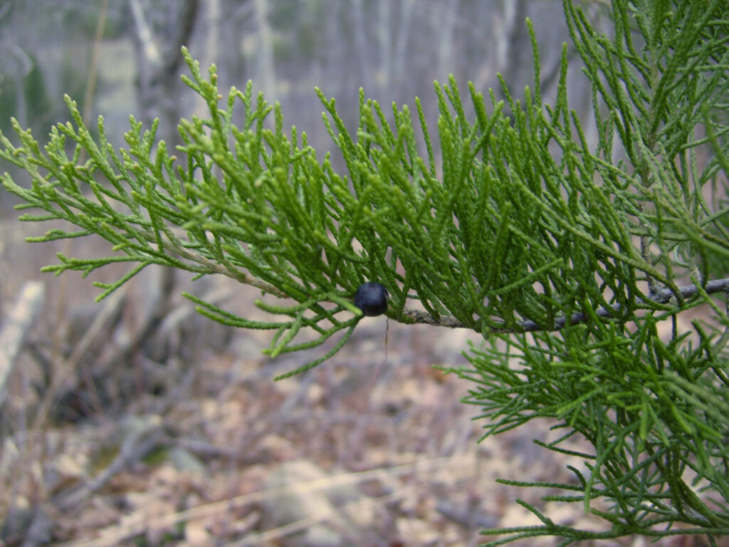 Juniperus Virginiana Species Taxonomy Guide 