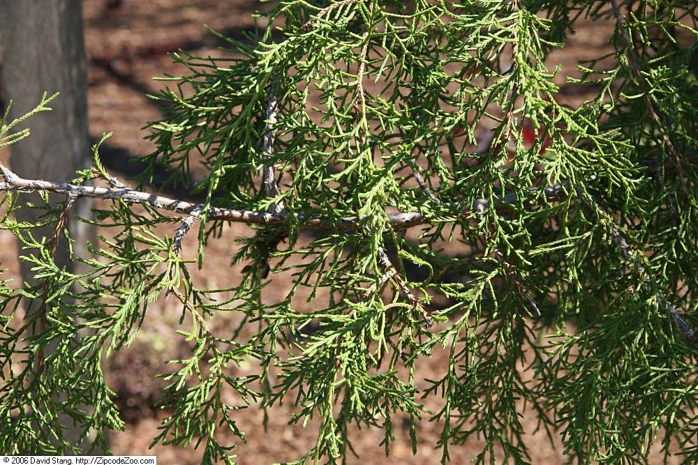 Juniperus Virginiana Species Taxonomy Guide 