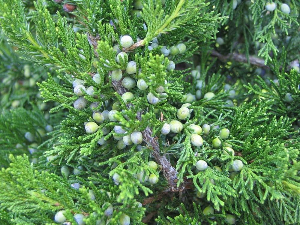Juniperus Virginiana Species Taxonomy Guide Virginian Juniper Bonsai Care Sheet 