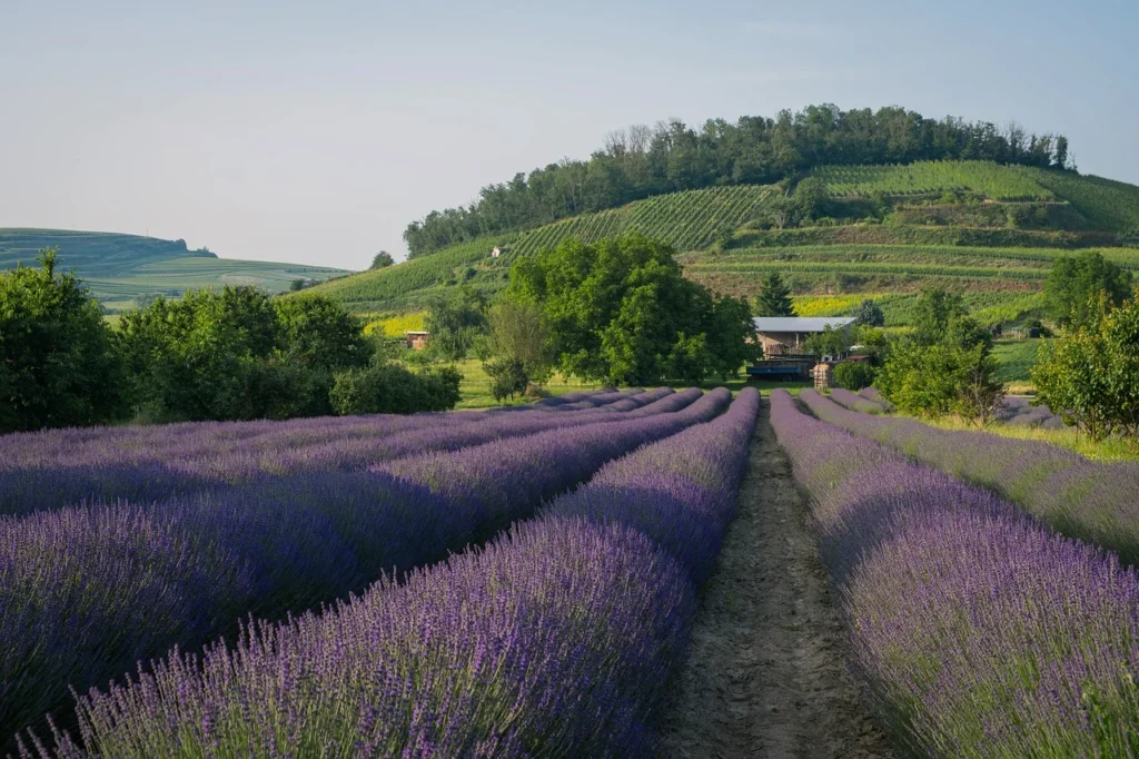 Lavender as a Bonsai Companion Herb 