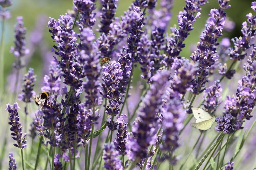Lavender as a Bonsai Companion Herb 
