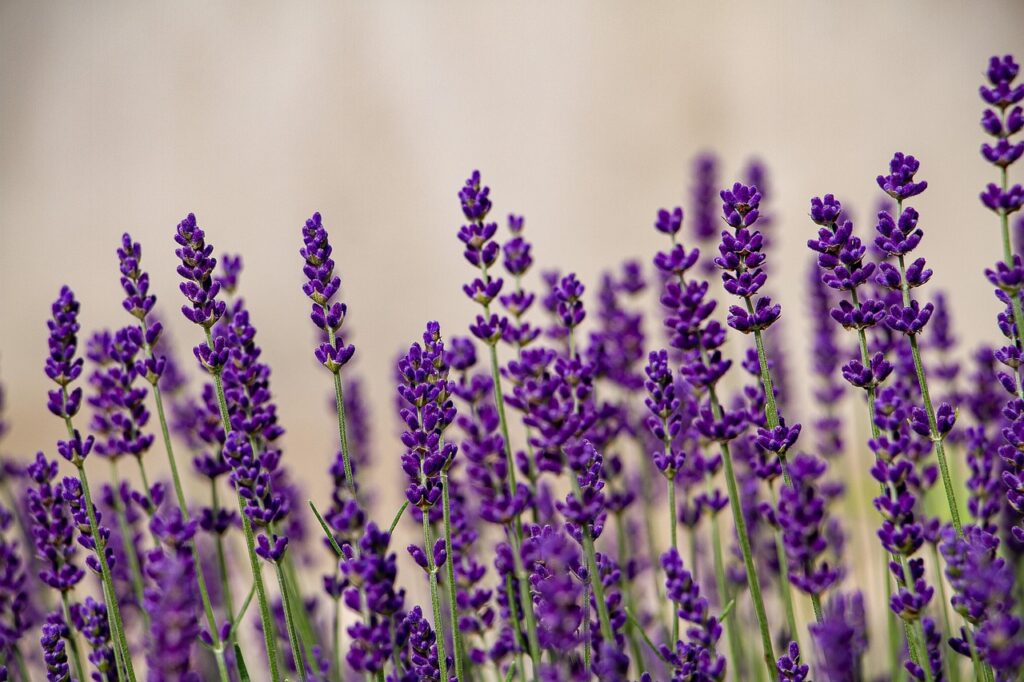 Lavender as a Bonsai Companion Herb 