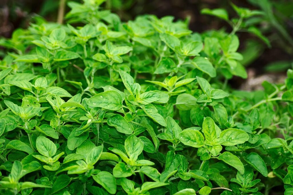 Oregano as a Bonsai Tree Companion in Your Garden 