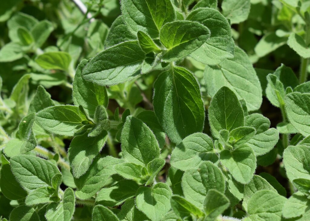 Oregano as a Bonsai Tree Companion in Your Garden 