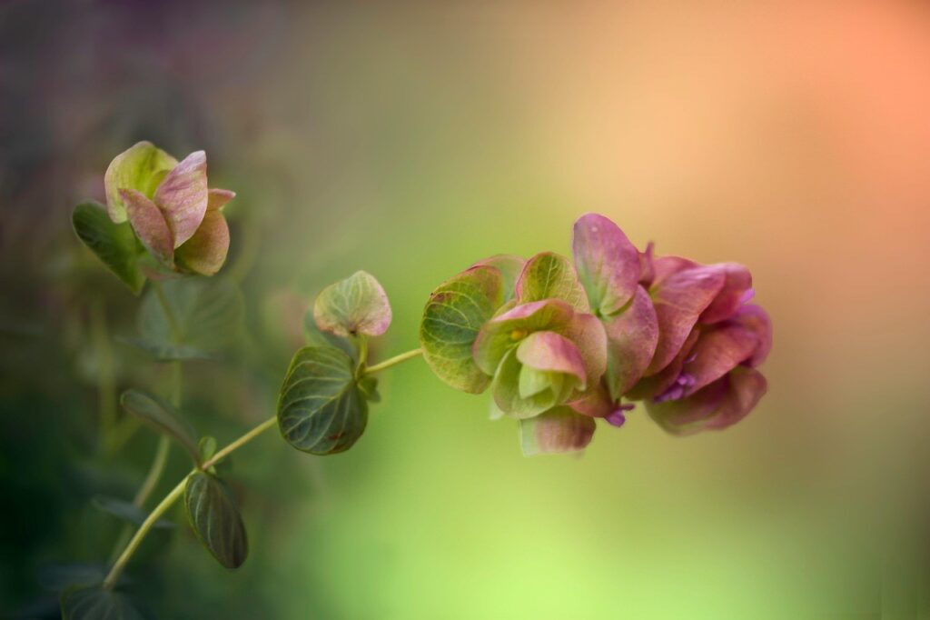 Oregano as a Bonsai Tree Companion in Your Garden 