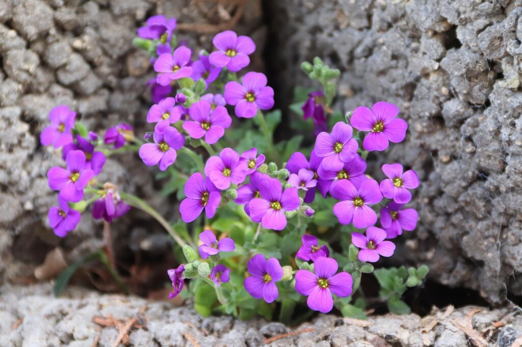 Rock Cress as a Bonsai Companion Plant 