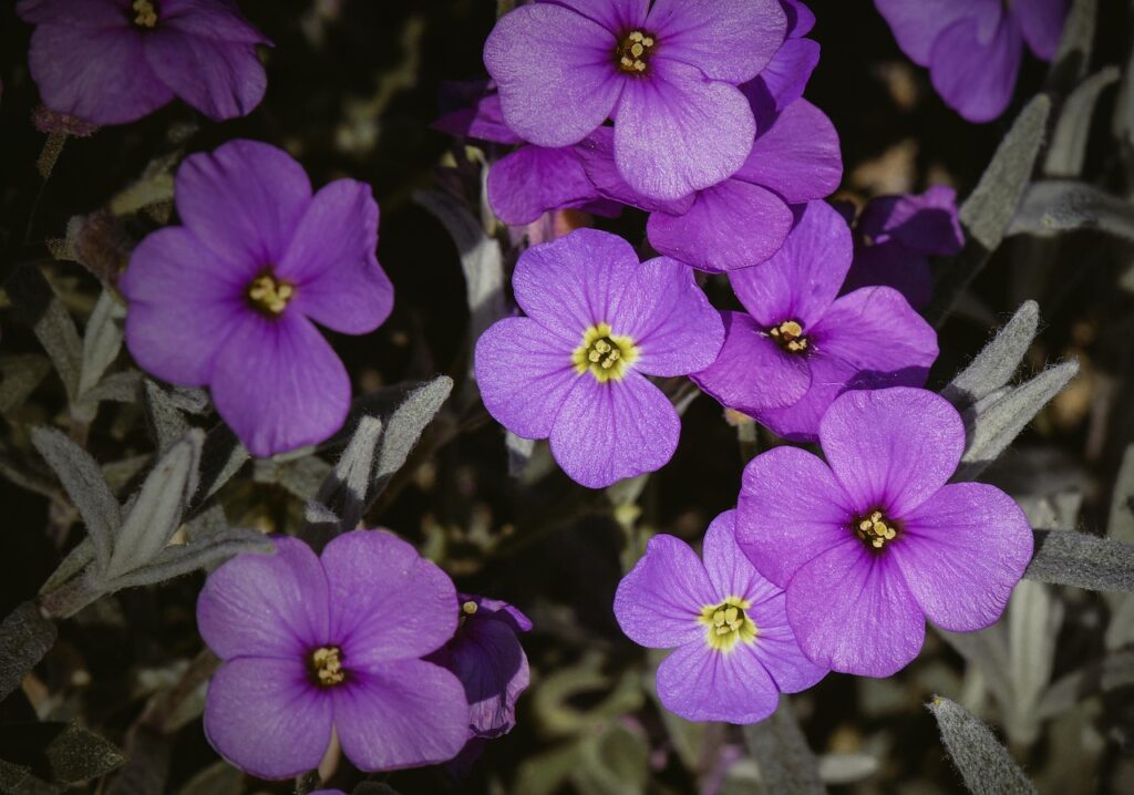 Rock Cress as a Bonsai Companion Plant 