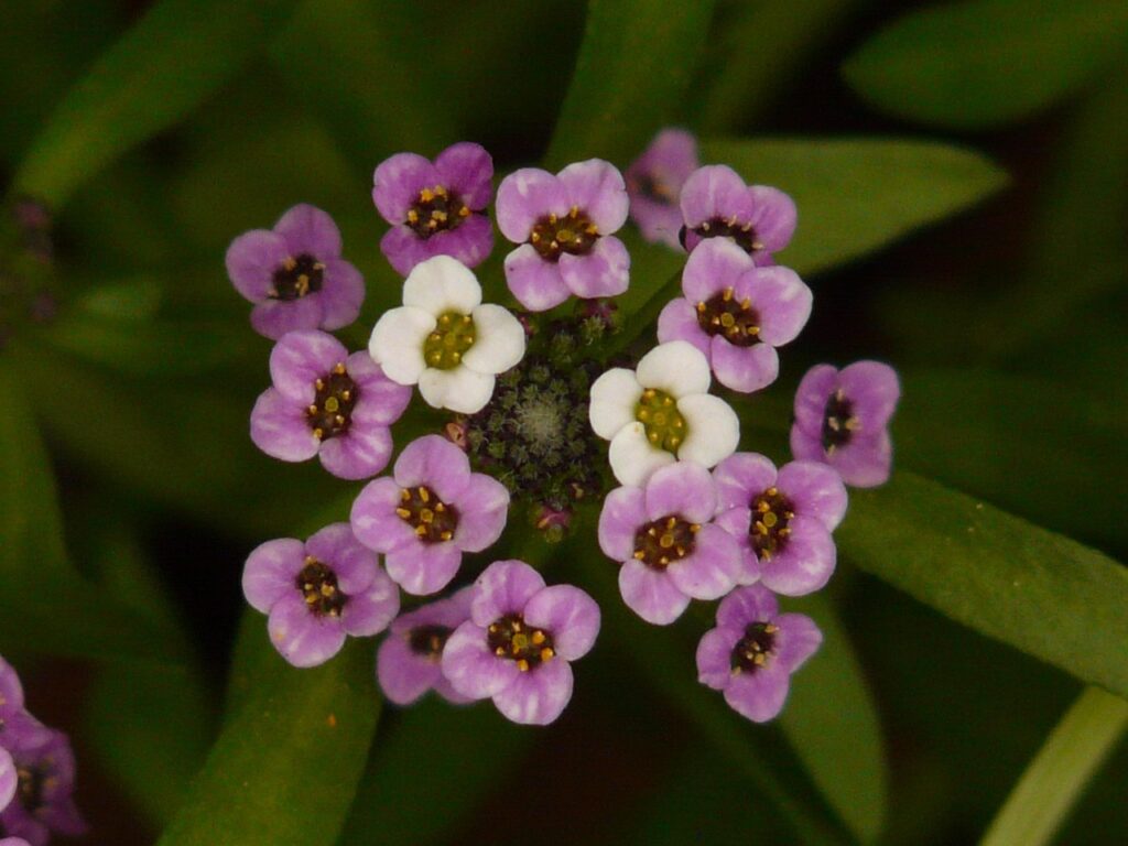 Rock Cress as a Bonsai Companion Plant 