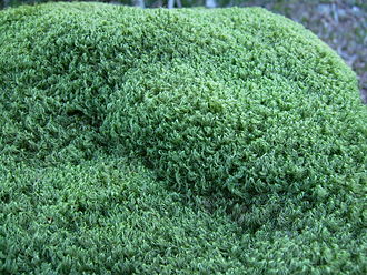 Rock cap moss 