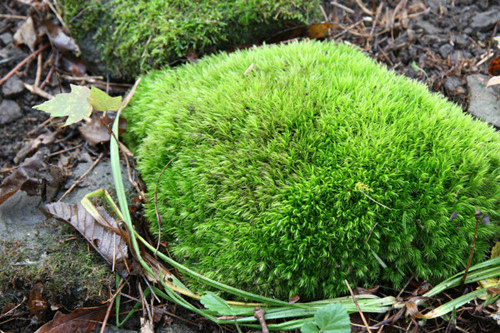 Rock cap moss 