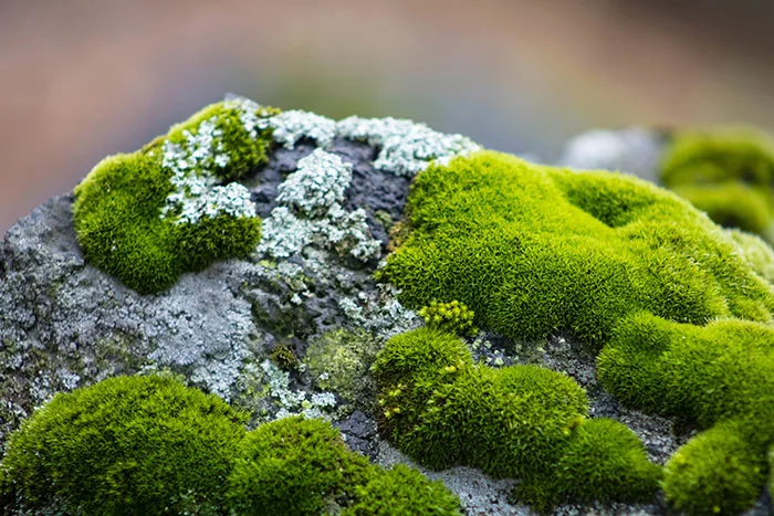 Rock cap moss 