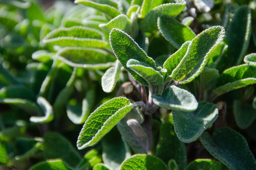 Sage as a Bonsai Companion Herb 