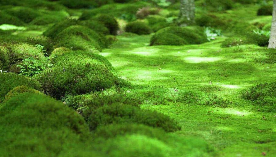Sheet Moss for Bonsai A Natural Companion Guide 