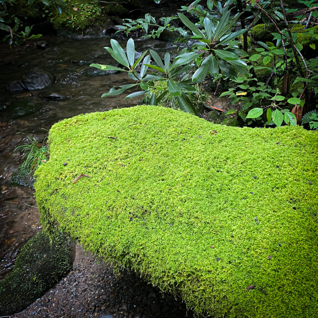 Sheet Moss for Bonsai A Natural Companion Guide 
