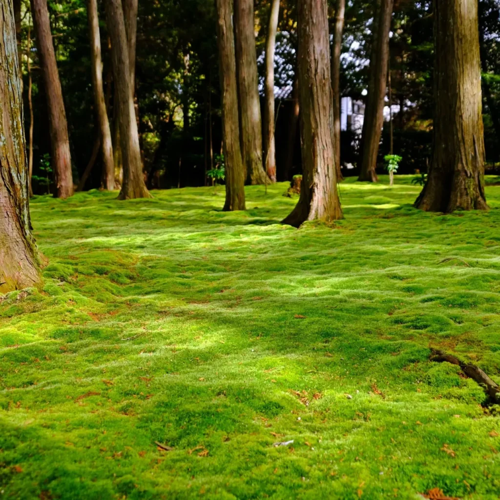 Sheet Moss for Bonsai A Natural Companion Guide 