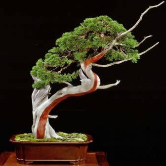 Virginian Juniper Bonsai Care Sheet 