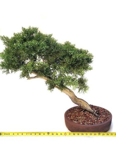 Virginian Juniper Bonsai Care Sheet 