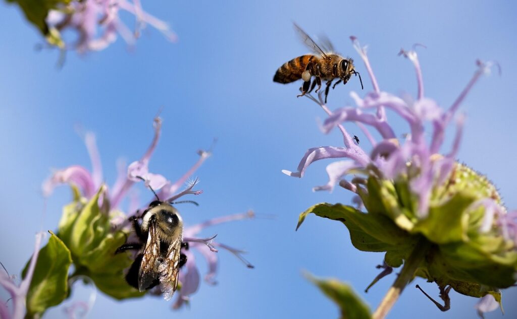 Bees as Wildlife Bonsai Companions