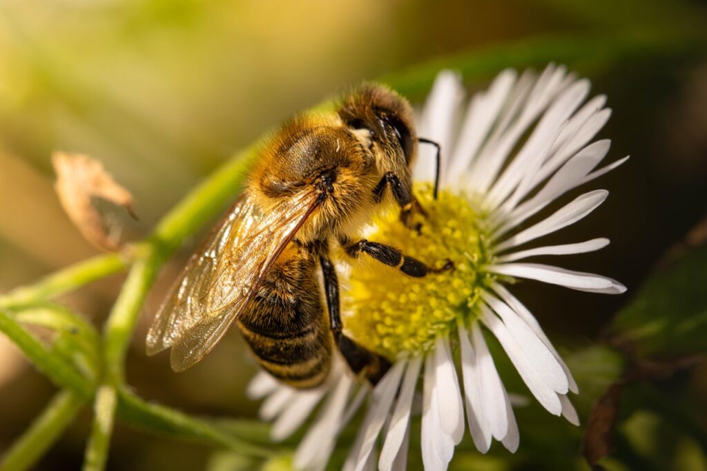 Bees as Wildlife Bonsai Companions