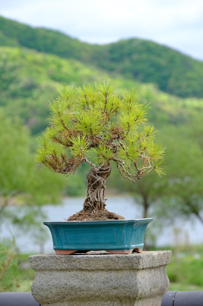 Best Bonsai Pots For Winter Drainage