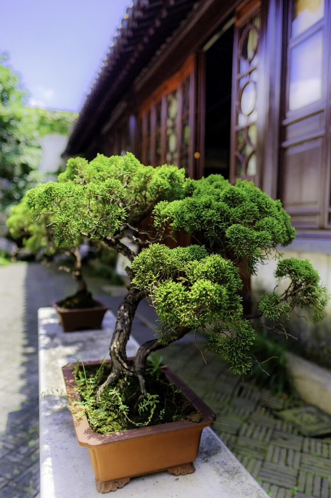 Best Bonsai Pots For Winter Drainage