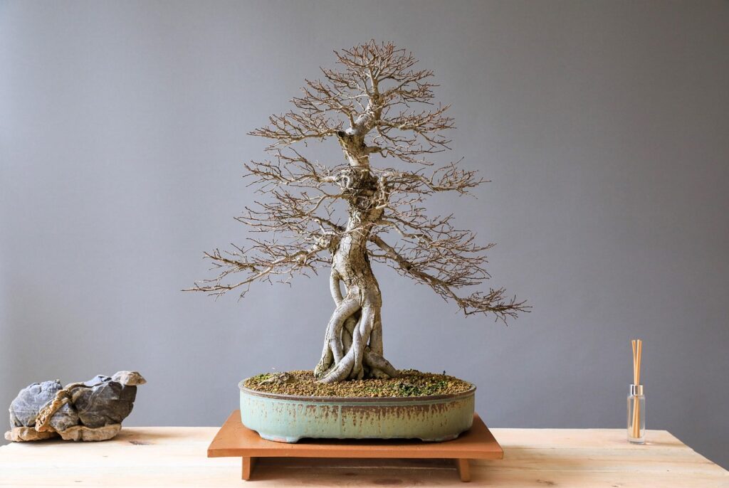 Bonsai Winter Watering Guide 