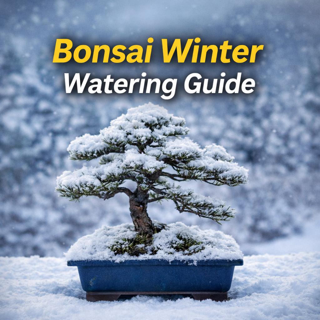 Bonsai Winter Watering Guide