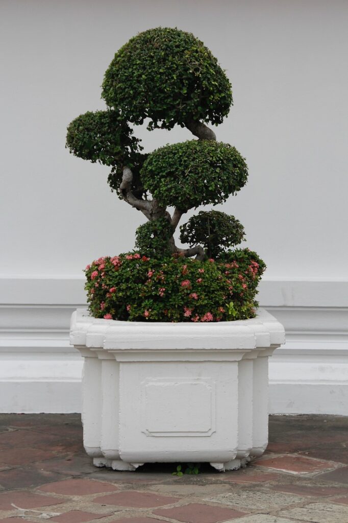 Comparing Bonsai Trees to Trees in the Wild 
