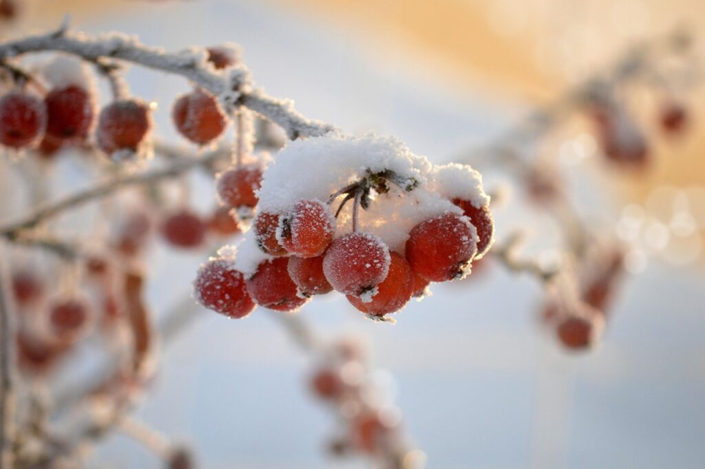 How Cold Is Too Cold For Bonsai Trees 