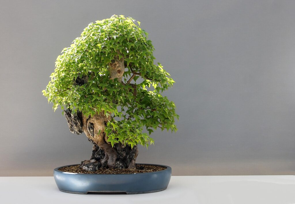 How to Transport a Bonsai Safely Without Causing Damage