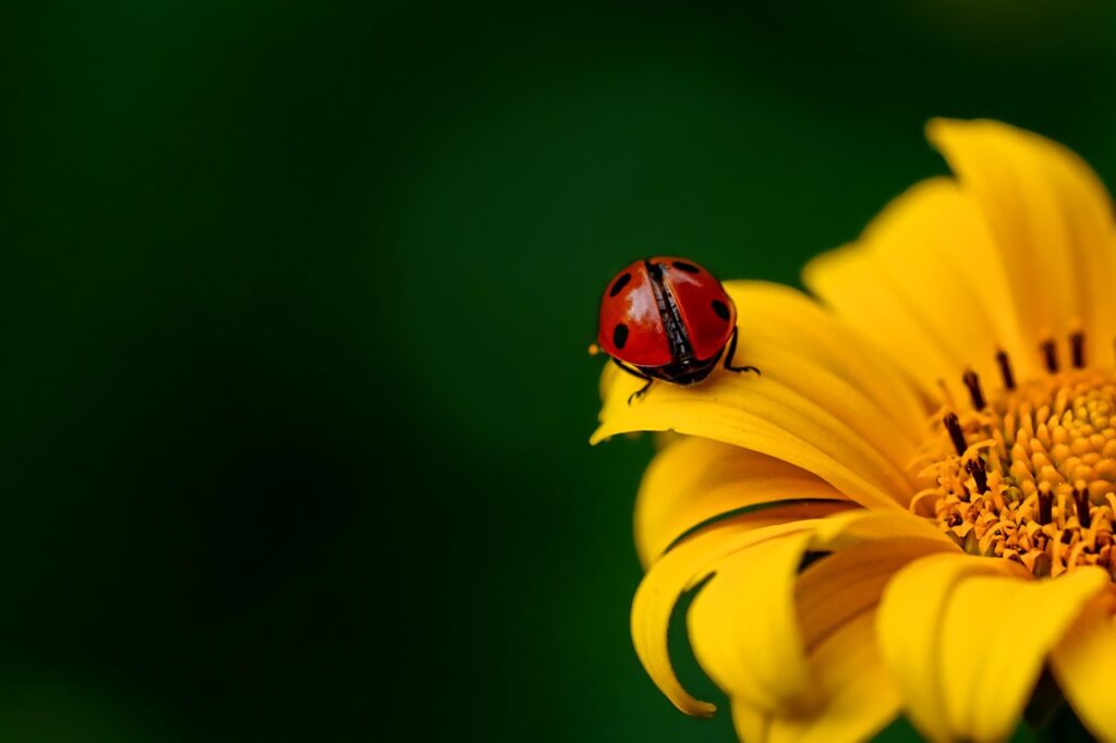 Ladybirds as Bonsai Wildlife Companions 