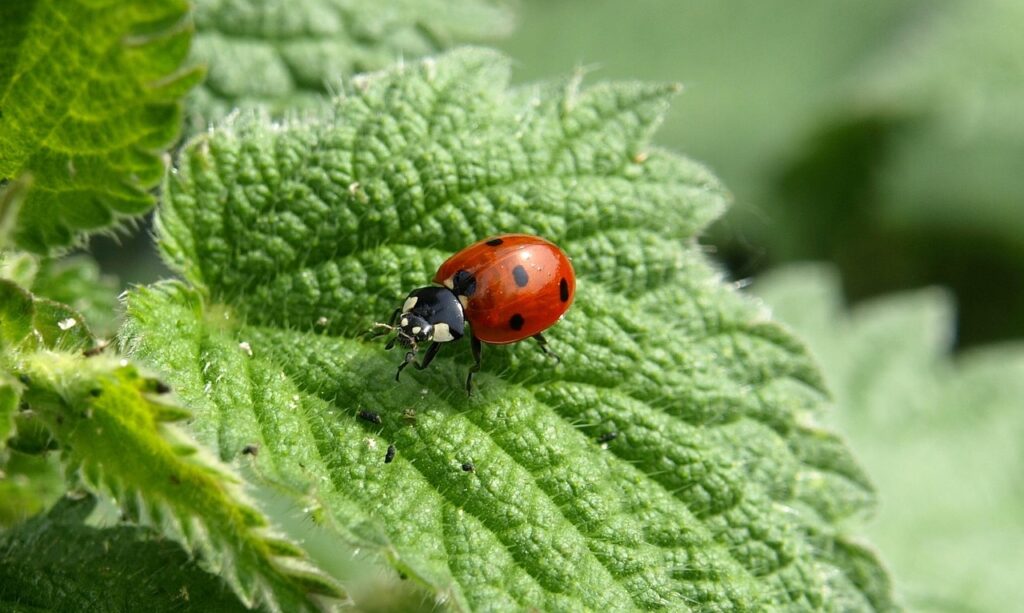 Ladybirds as Bonsai Wildlife Companions