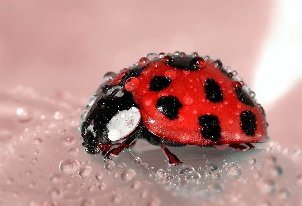 Ladybirds as Bonsai Wildlife Companions