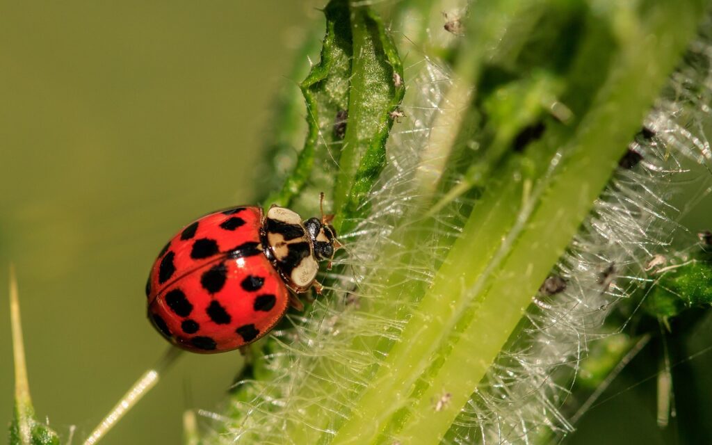 Ladybirds as Bonsai Wildlife Companions