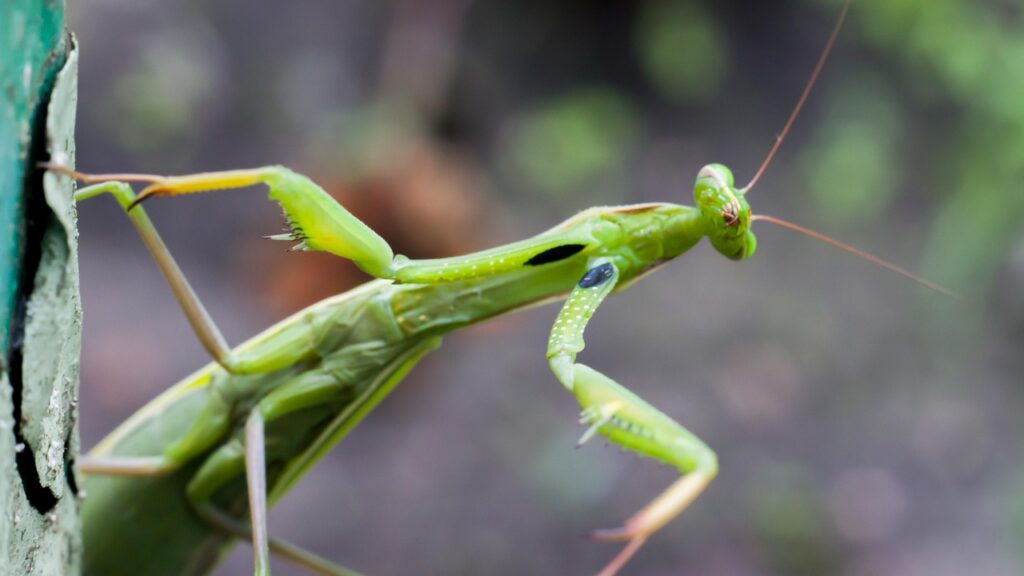 Praying Mantis as Bonsai Wildlife Companions 