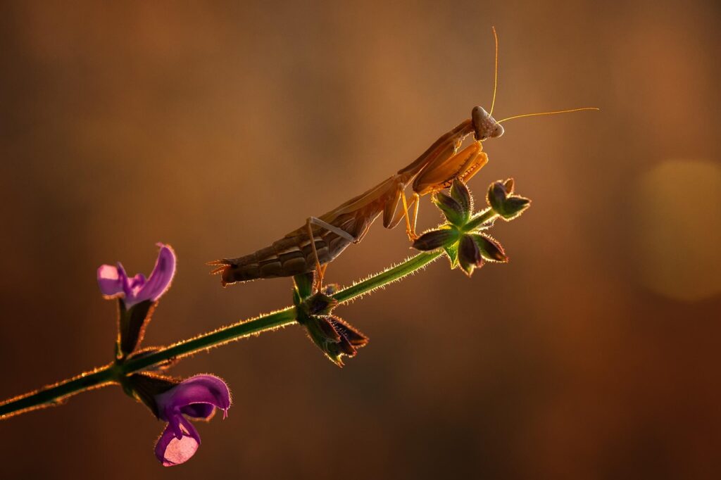 Praying Mantis as Bonsai Wildlife Companions