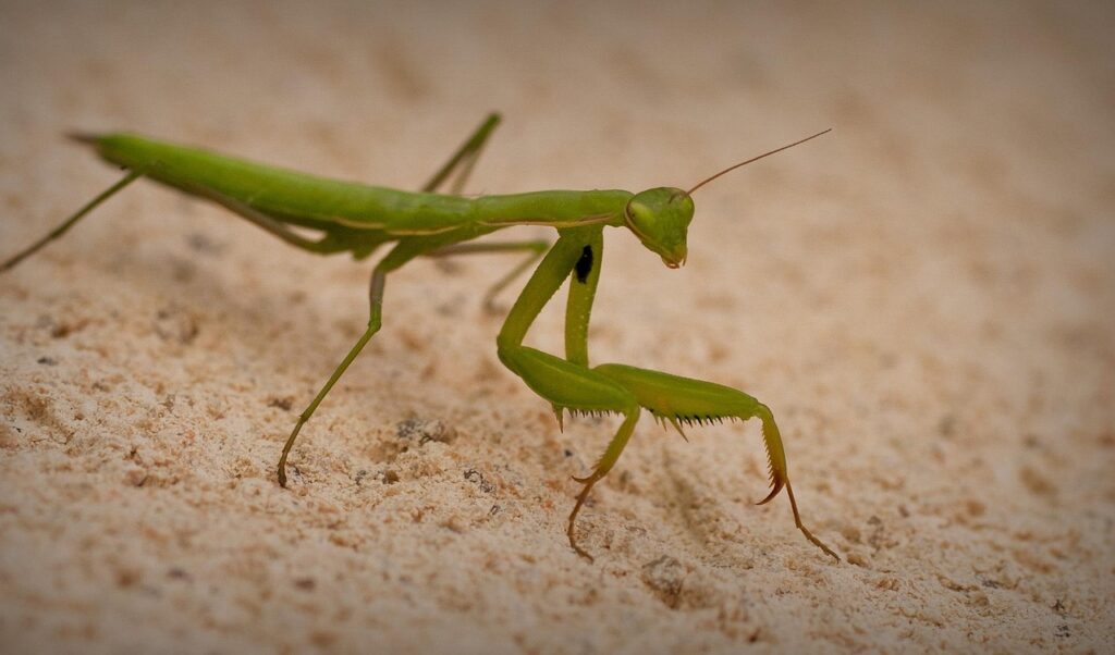 Praying Mantis as Bonsai Wildlife Companions