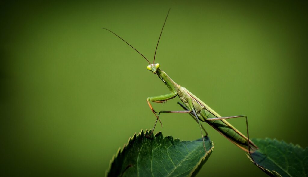 Praying Mantis as Bonsai Wildlife Companions