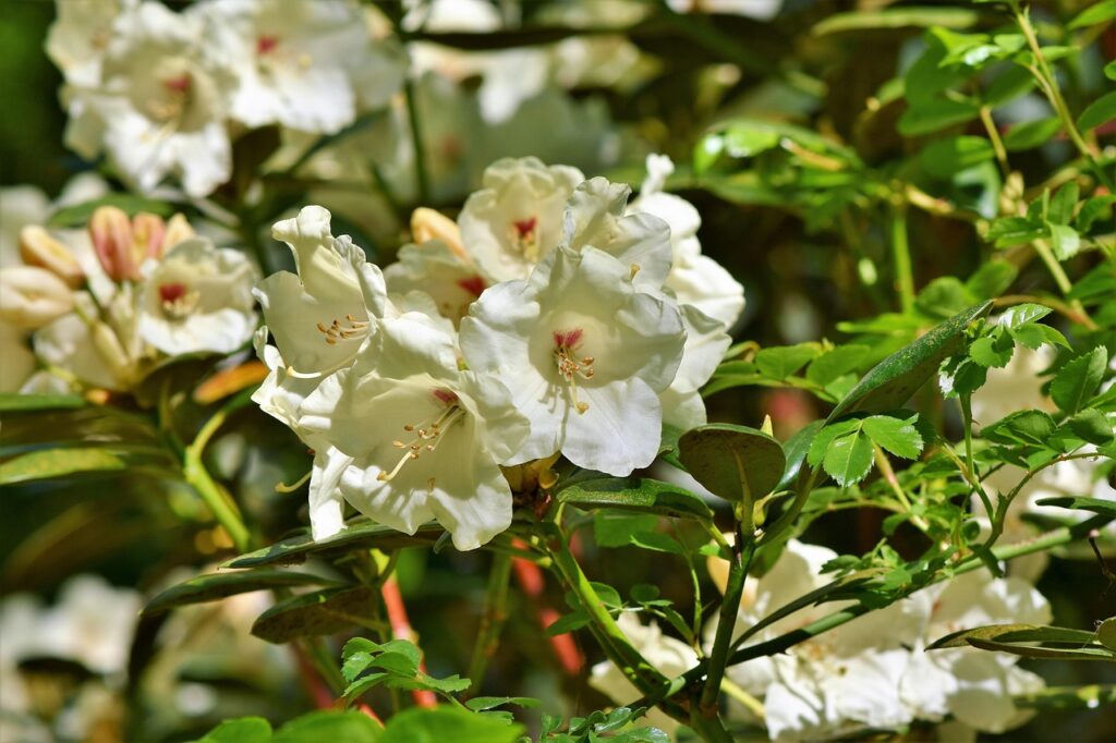 Rhododendron Anthopogon Species Taxonomy Guide