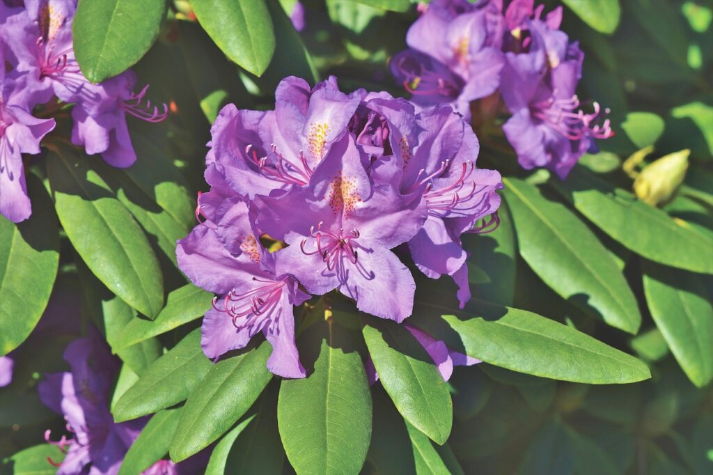 Rhododendron Anthopogon Species Taxonomy Guide