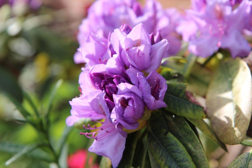 Rhododendron Anthopogon Species Taxonomy Guide