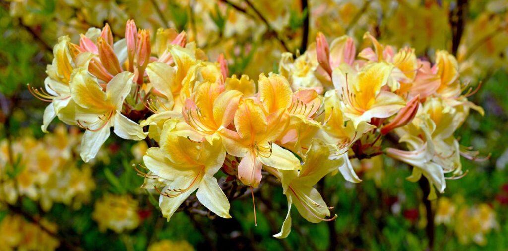 Rhododendron Anthopogon Species Taxonomy Guide