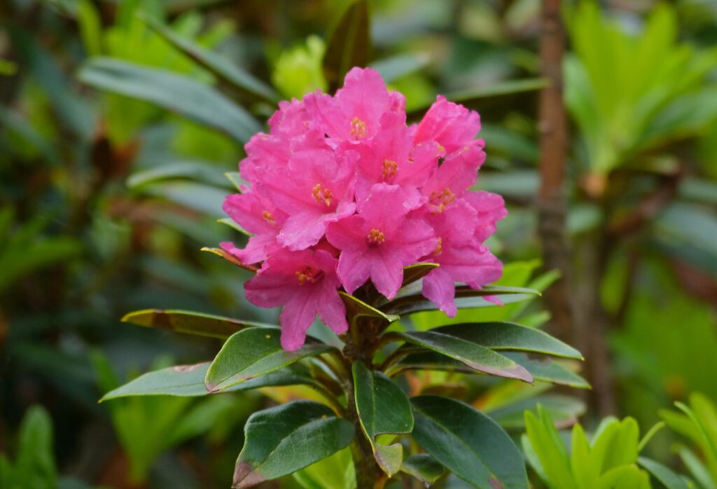 Rhododendron Ferrugineum Species Taxonomy Guide 